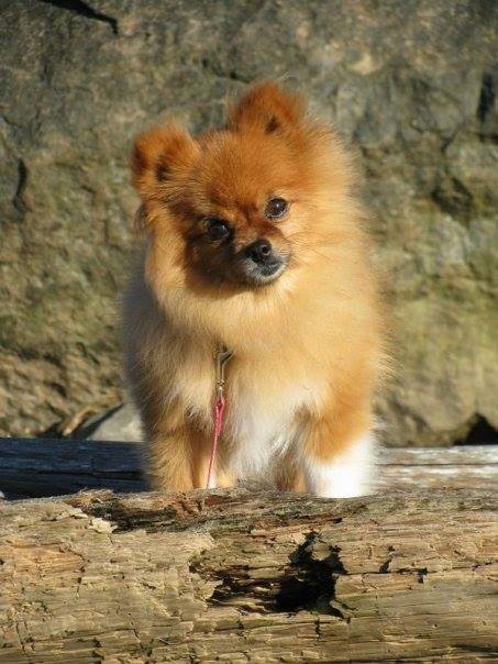 Tahoma Veterinary Hospital – Spanaway, WA Tahoma Veterinary Hospital – Spanaway, WA