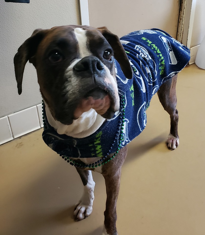 Sumner Veterinary Hospital β Sumner, WA Sumner Veterinary Hospital β Sumner, WA
