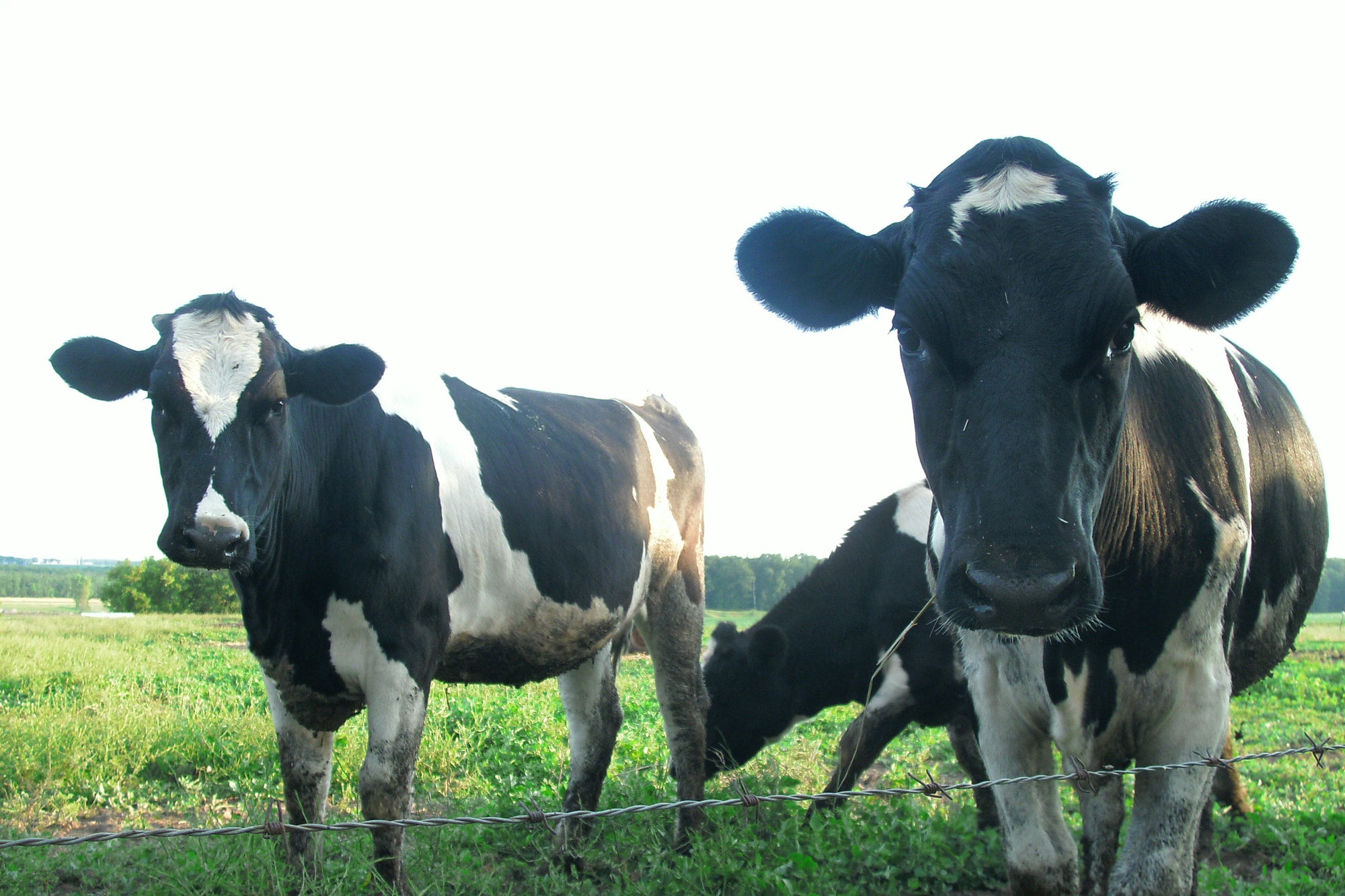 Valley Veterinary Clinic SC Seymour, WI