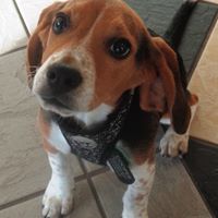 northtowns emergency animal hospital