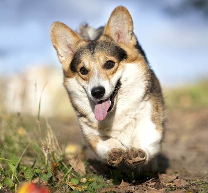 Find Pet Care Information and Veterinarians in Harlem, New-york Find Pet Care Information and Veterinarians in Harlem, New-york
