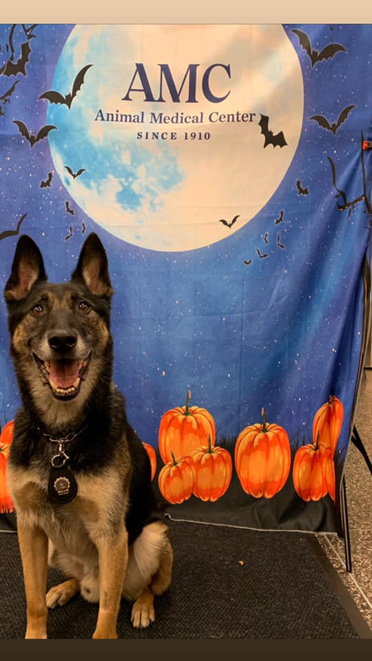 Animal Medical Center New York, NY