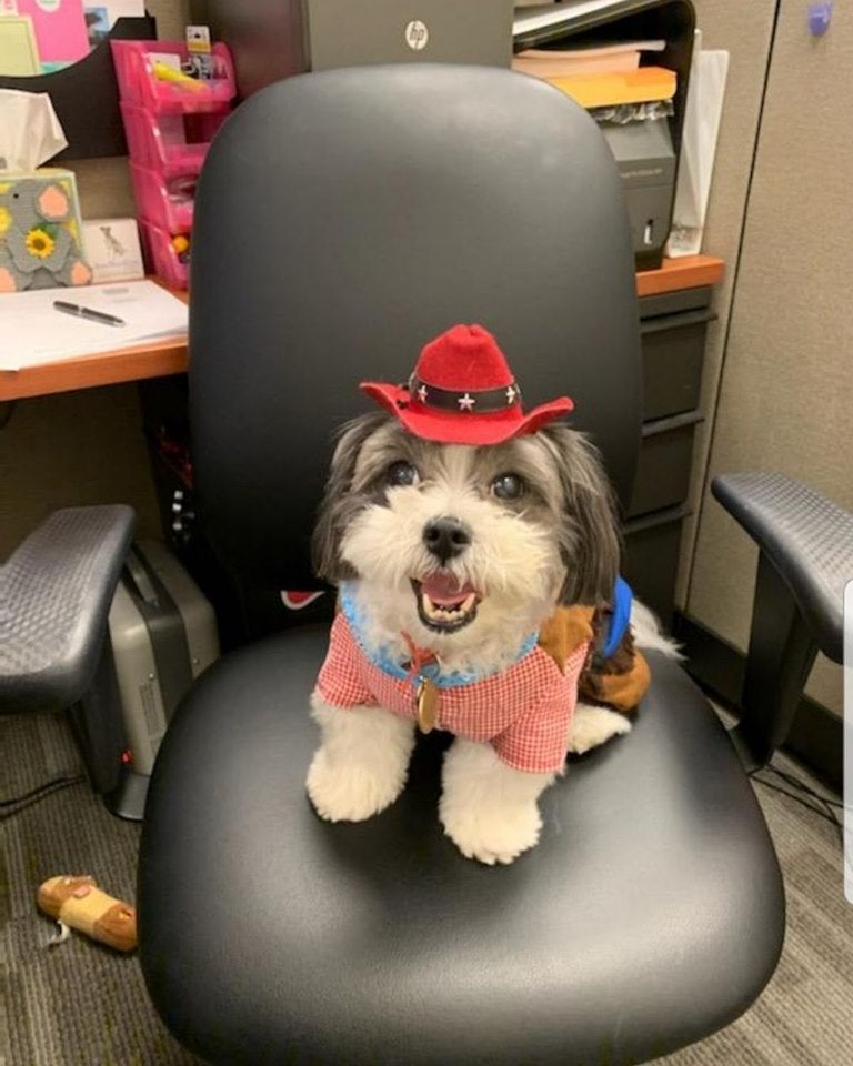 Animal Medical Center New York, NY