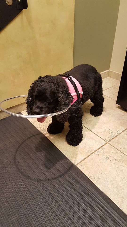 Eye Care For Animals Pasadena, CA