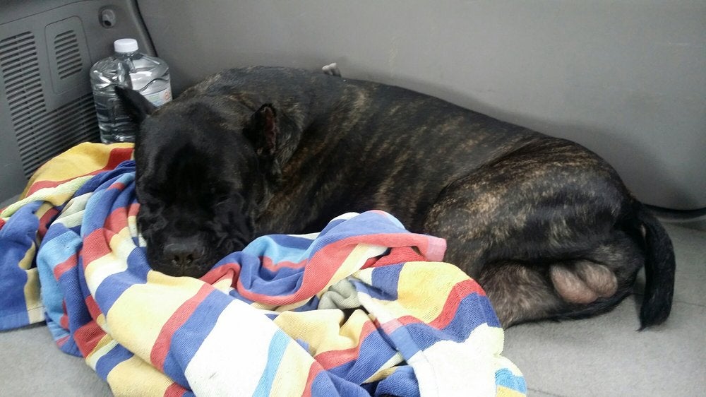 Loma Linda Animal Hospital Inc San Bernardino, CA