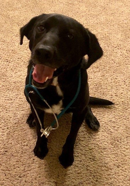 Animal Hospital of Colorado Springs – Colorado Springs, CO Animal Hospital of Colorado Springs – Colorado Springs, CO