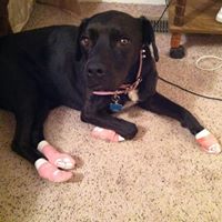 Find Pet Care Information and Veterinarians in Laporte, Colorado Find Pet Care Information and Veterinarians in Laporte, Colorado