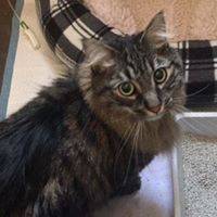 Find Pet Care Information and Veterinarians in Laporte, Colorado Find Pet Care Information and Veterinarians in Laporte, Colorado