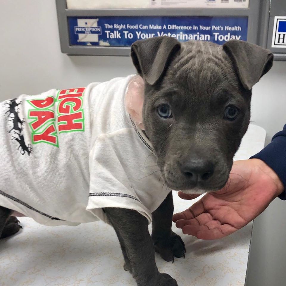 Find Pet Care Information and Veterinarians in Kissimmee, Florida Find Pet Care Information and Veterinarians in Kissimmee, Florida