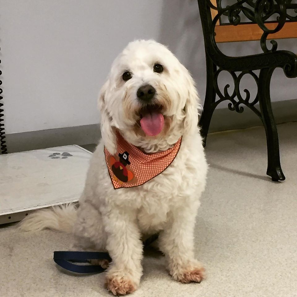 Kissimmee Animal Hospital Inc – Kissimmee, FL Kissimmee Animal Hospital Inc – Kissimmee, FL