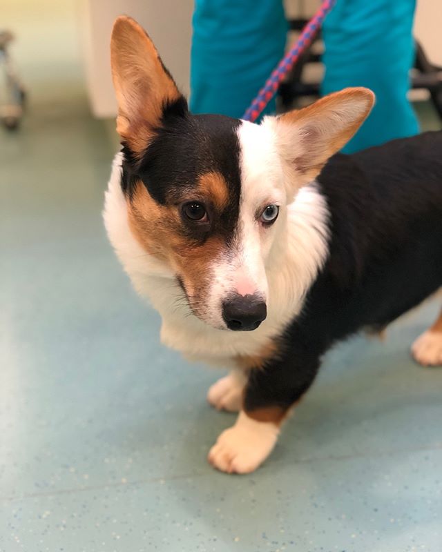 Find Pet Care Information and Veterinarians in Lighthouse-point, Florida Find Pet Care Information and Veterinarians in Lighthouse-point, Florida