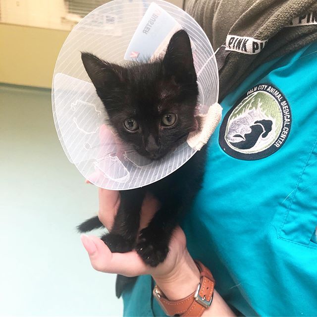 Find Pet Care Information and Veterinarians in Lighthouse-point, Florida Find Pet Care Information and Veterinarians in Lighthouse-point, Florida