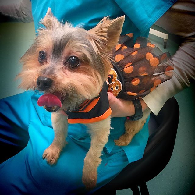 Find Pet Care Information and Veterinarians in Lighthouse-point, Florida Find Pet Care Information and Veterinarians in Lighthouse-point, Florida