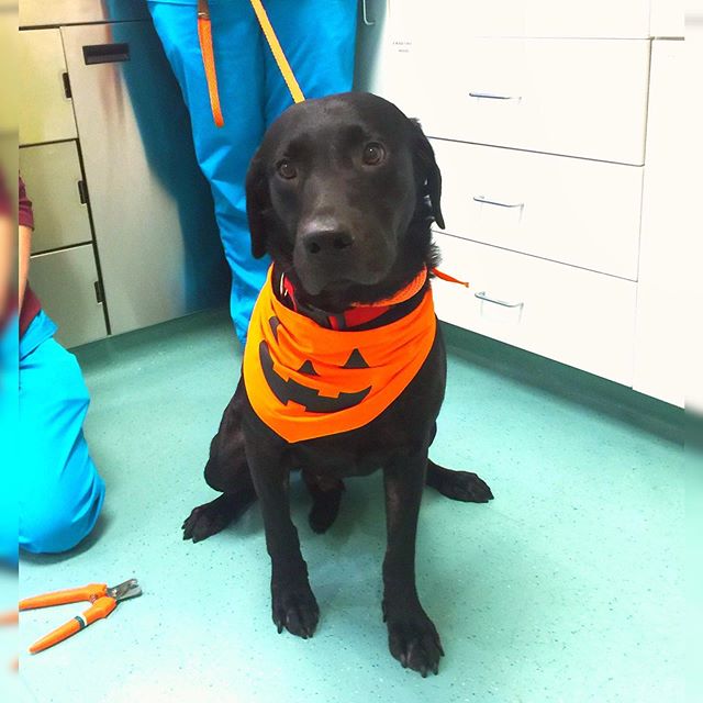 Find Pet Care Information and Veterinarians in Lighthouse-point, Florida Find Pet Care Information and Veterinarians in Lighthouse-point, Florida