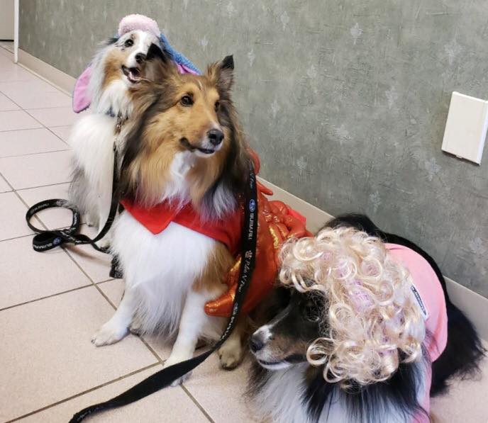 Find Pet Care Information and Veterinarians