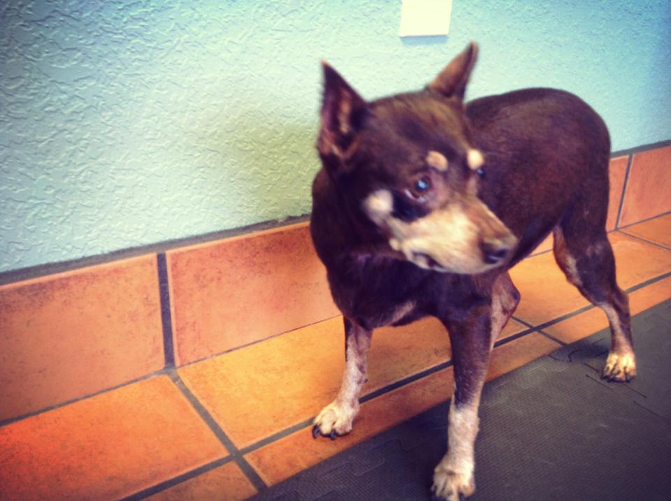 Aloha Pet & Bird Hospital Satellite Beach, FL