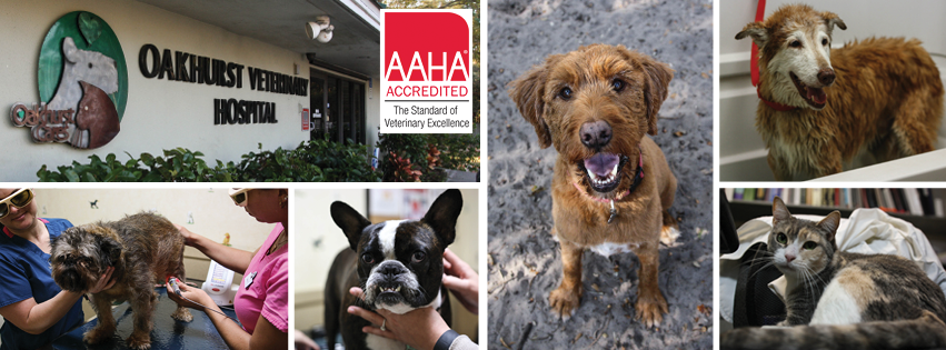 Oakhurst Veterinary Hospital & Kennels – Seminole, FL Oakhurst Veterinary Hospital & Kennels – Seminole, FL