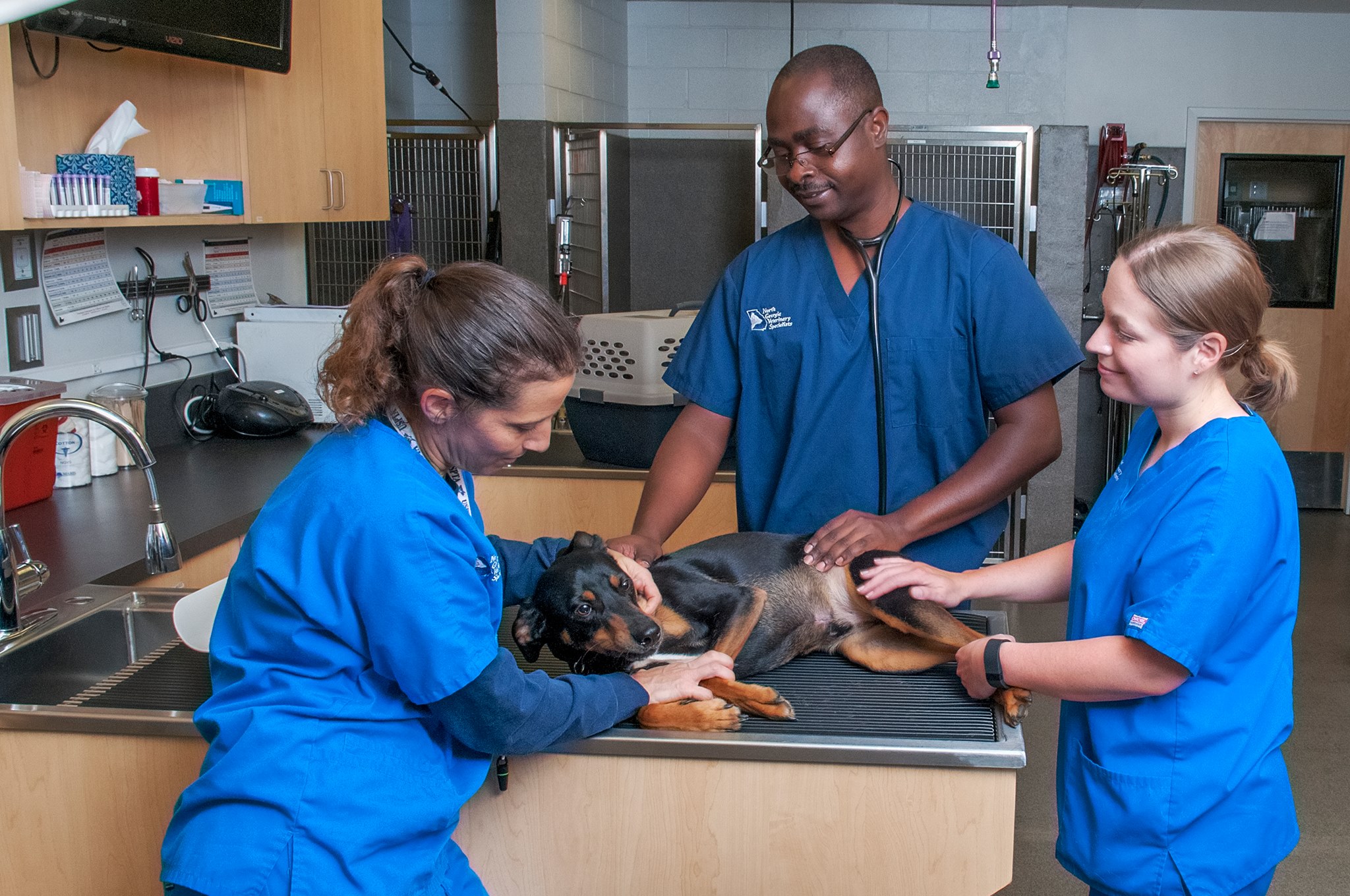 North Veterinary Specialists Buford, GA