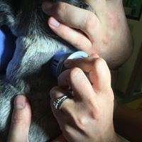 Ringgold Animal Hospital – Ringgold, GA Ringgold Animal Hospital – Ringgold, GA