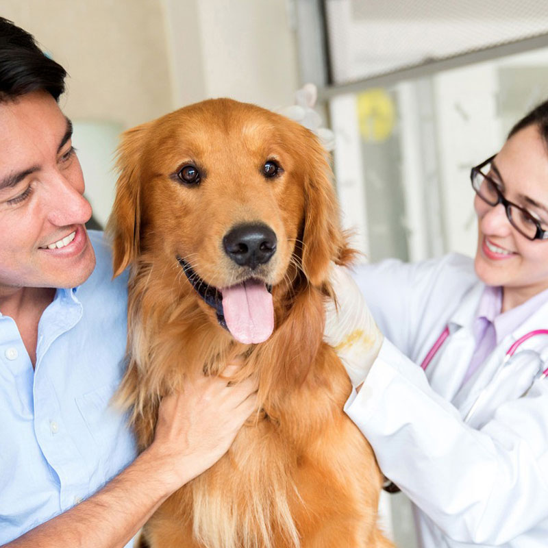 Pets find out. Лечение животных. Клиника бешенства у человека. Pet friendly vet. Talk vet.