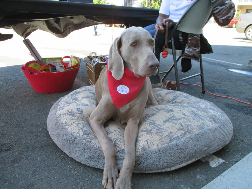 Get Pet Care Information and Find A Local Veterinarian