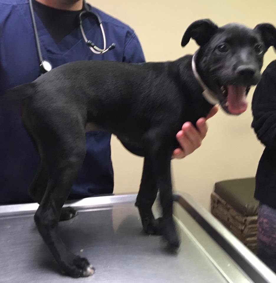 Elk Valley Veterinary Hospital Elkview, WV