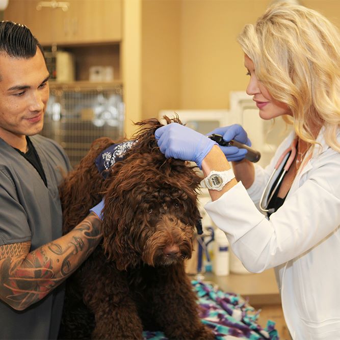 BrightCare Veterinary Group and Neurology Mission Viejo, CA