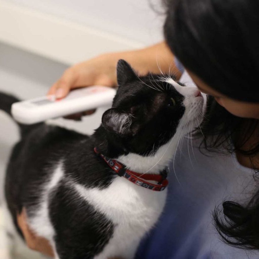 Standiford Veterinary Clinic Modesto, CA