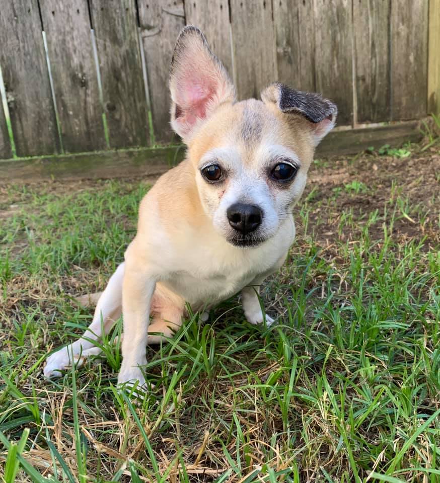 Find Pet Care Information and Veterinarians in Fulshear, Texas Find Pet Care Information and Veterinarians in Fulshear, Texas