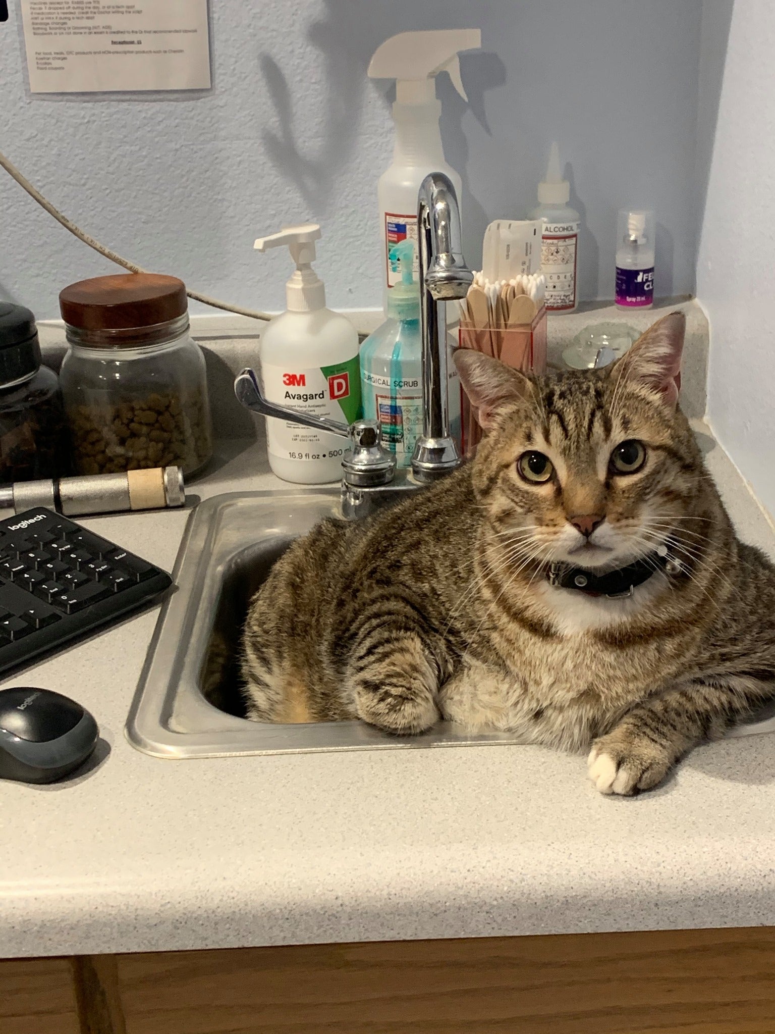 Heritage Veterinary Hospital Santa Rosa, CA