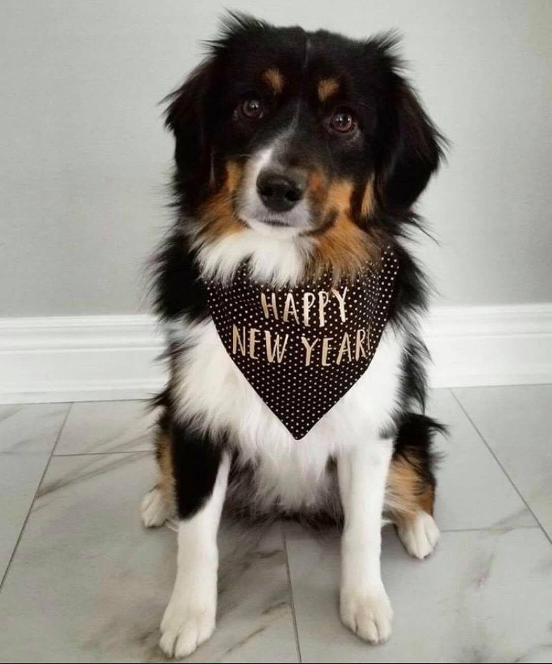 Valley Veterinary Clinic, Pet Lodge & Salon Farmington, NM