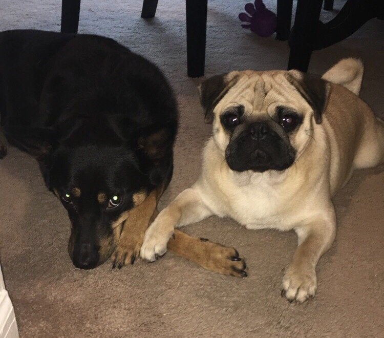 Belle Haven Animal Medical Centre Alexandria, VA