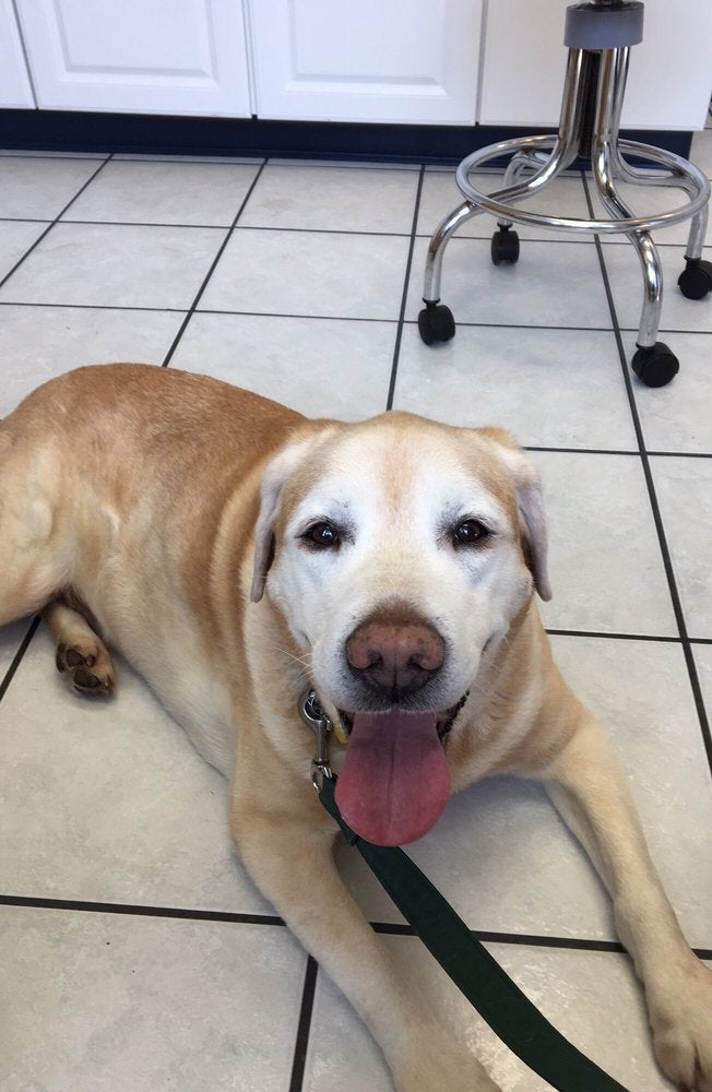 Belle Haven Animal Medical Centre Alexandria, VA