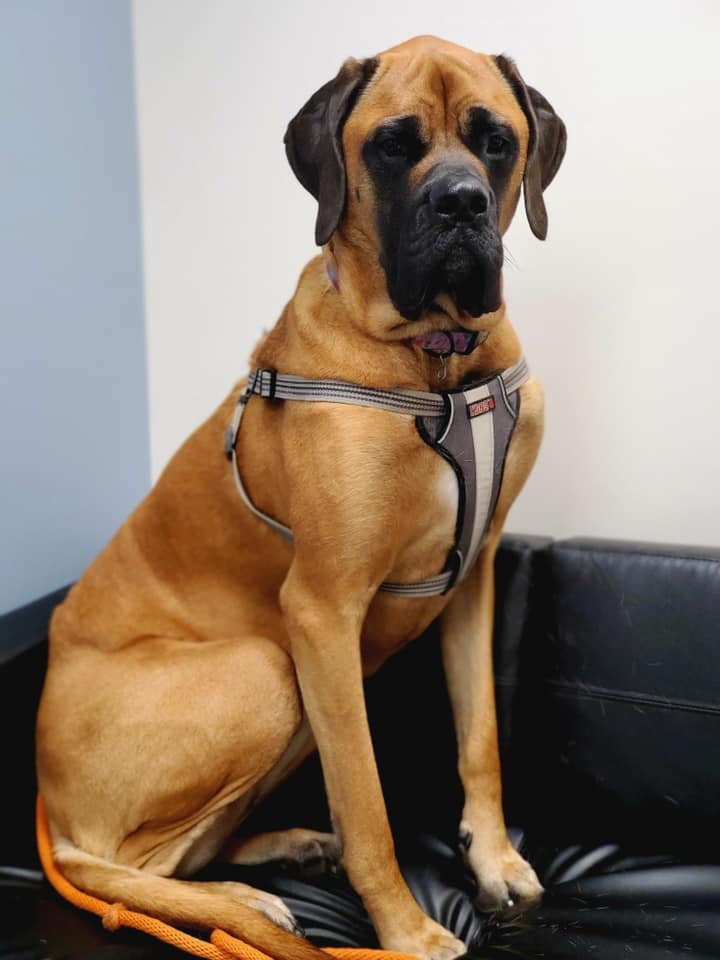 Klein Animal Clinic – Bettendorf, IA Klein Animal Clinic – Bettendorf, IA