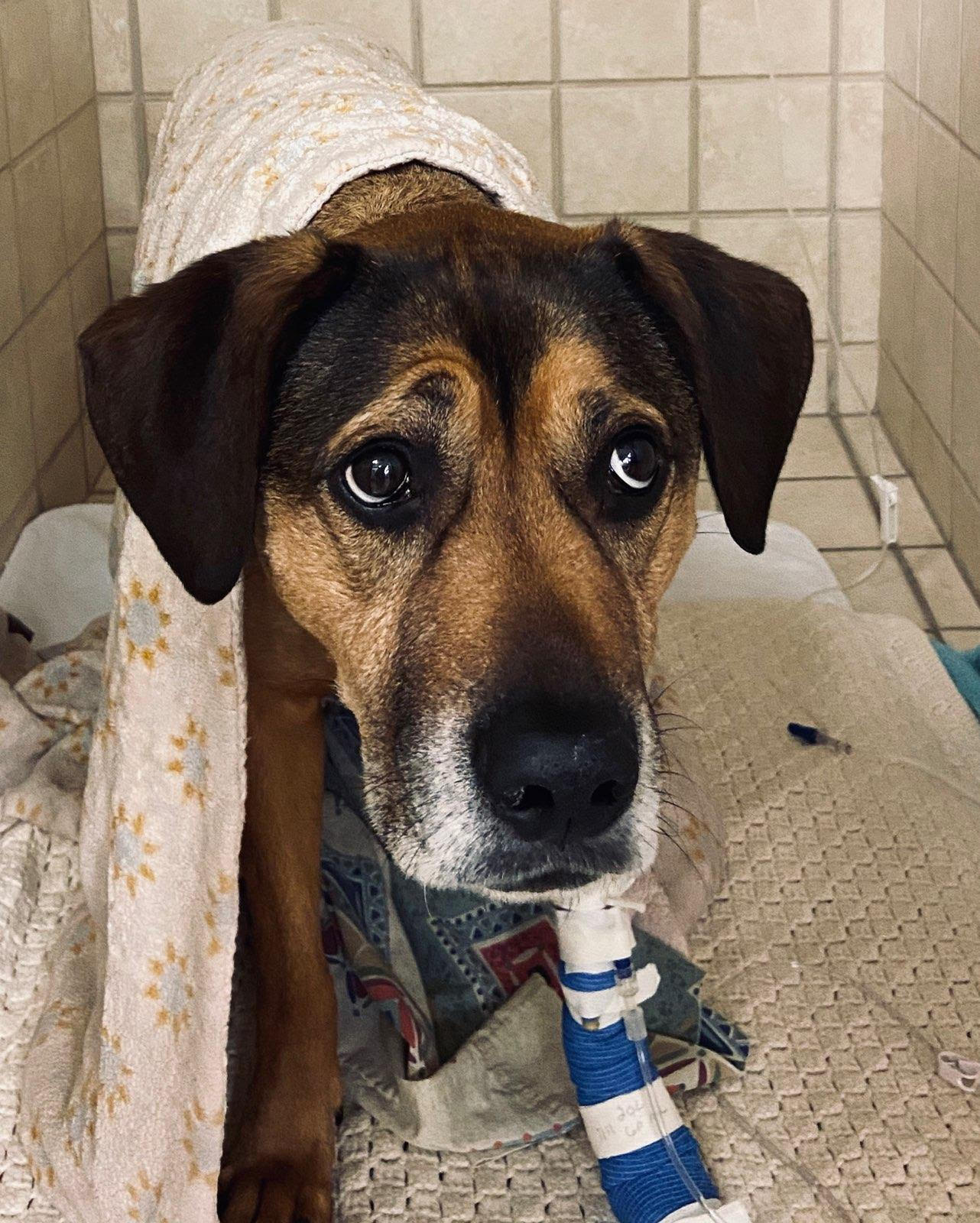 Find Pet Care Information and Veterinarians in Oak-grove, Michigan Find Pet Care Information and Veterinarians in Oak-grove, Michigan