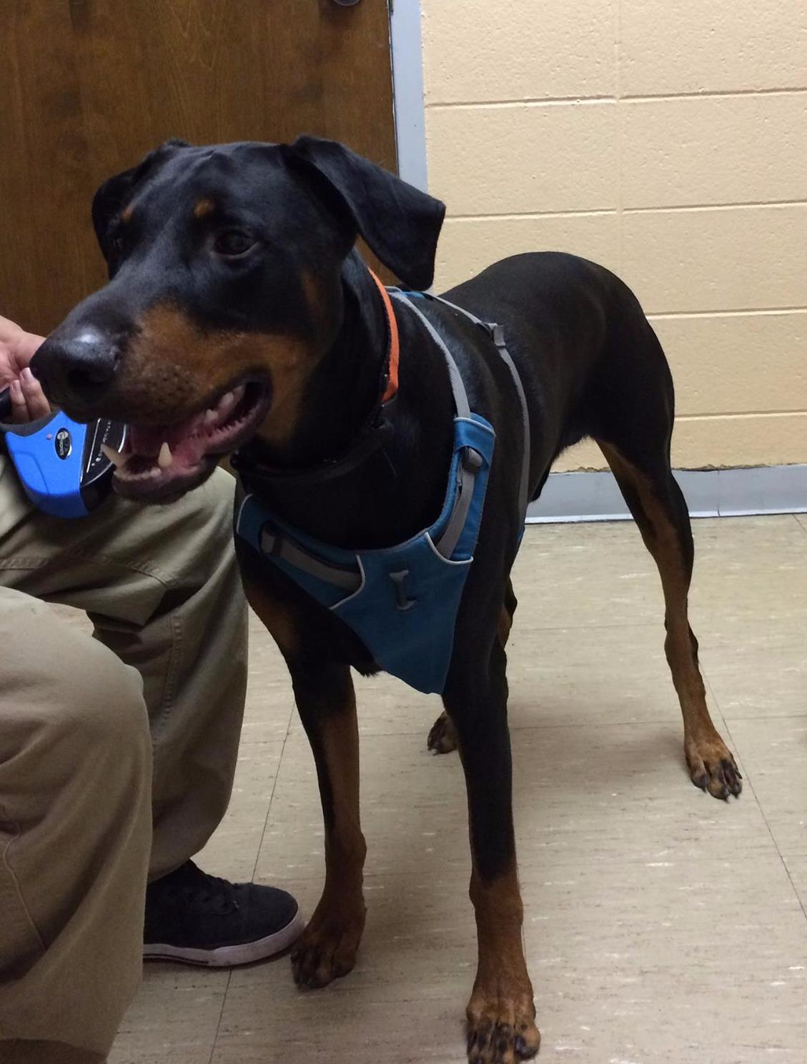 Top Route 66 Animal Hospital in the world Learn more here 
