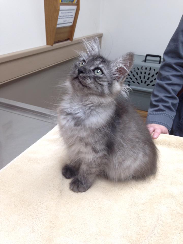 Coventry Animal Hospital – Pottstown, PA Coventry Animal Hospital – Pottstown, PA