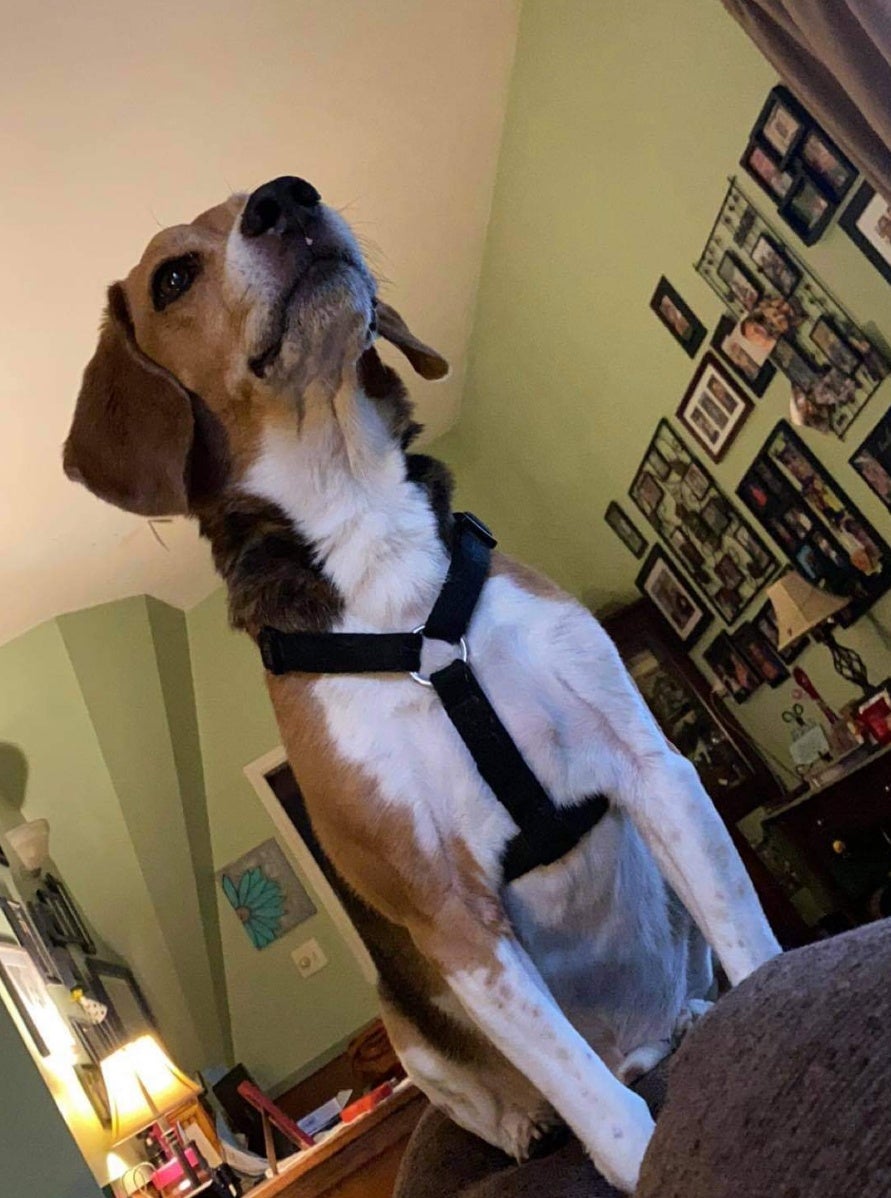 Faribury Veterinary Hospital Fairbury, IL