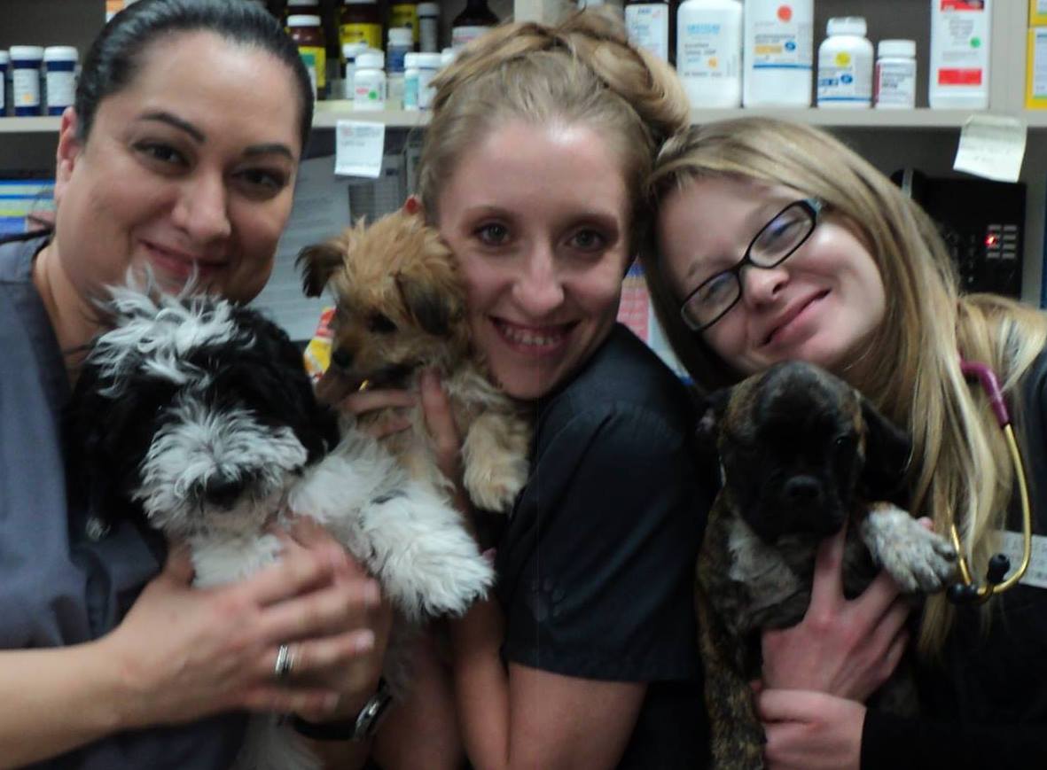Goodyear Animal Hospital PLC & Grooming – Goodyear, AZ Goodyear Animal Hospital PLC & Grooming – Goodyear, AZ