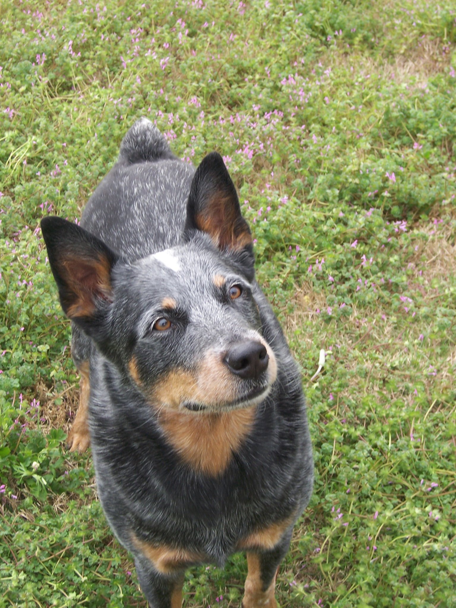 White Oak Veterinary Clinic - Grandview, TX