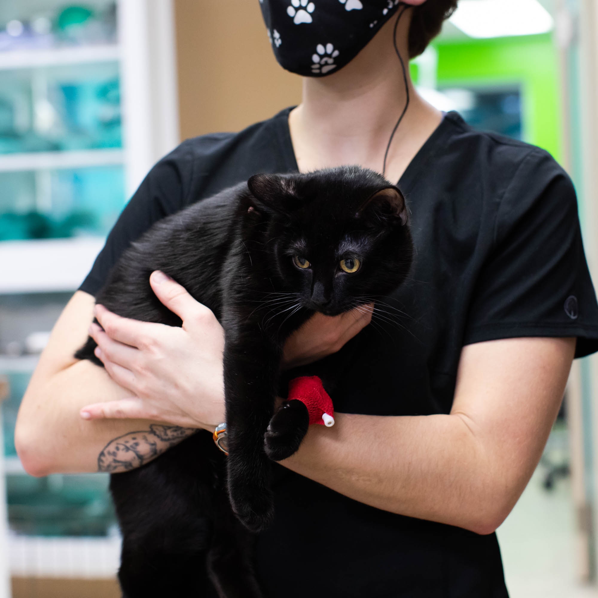 Harrisburg Animal Hospital – , Harrisburg Animal Hospital – ,