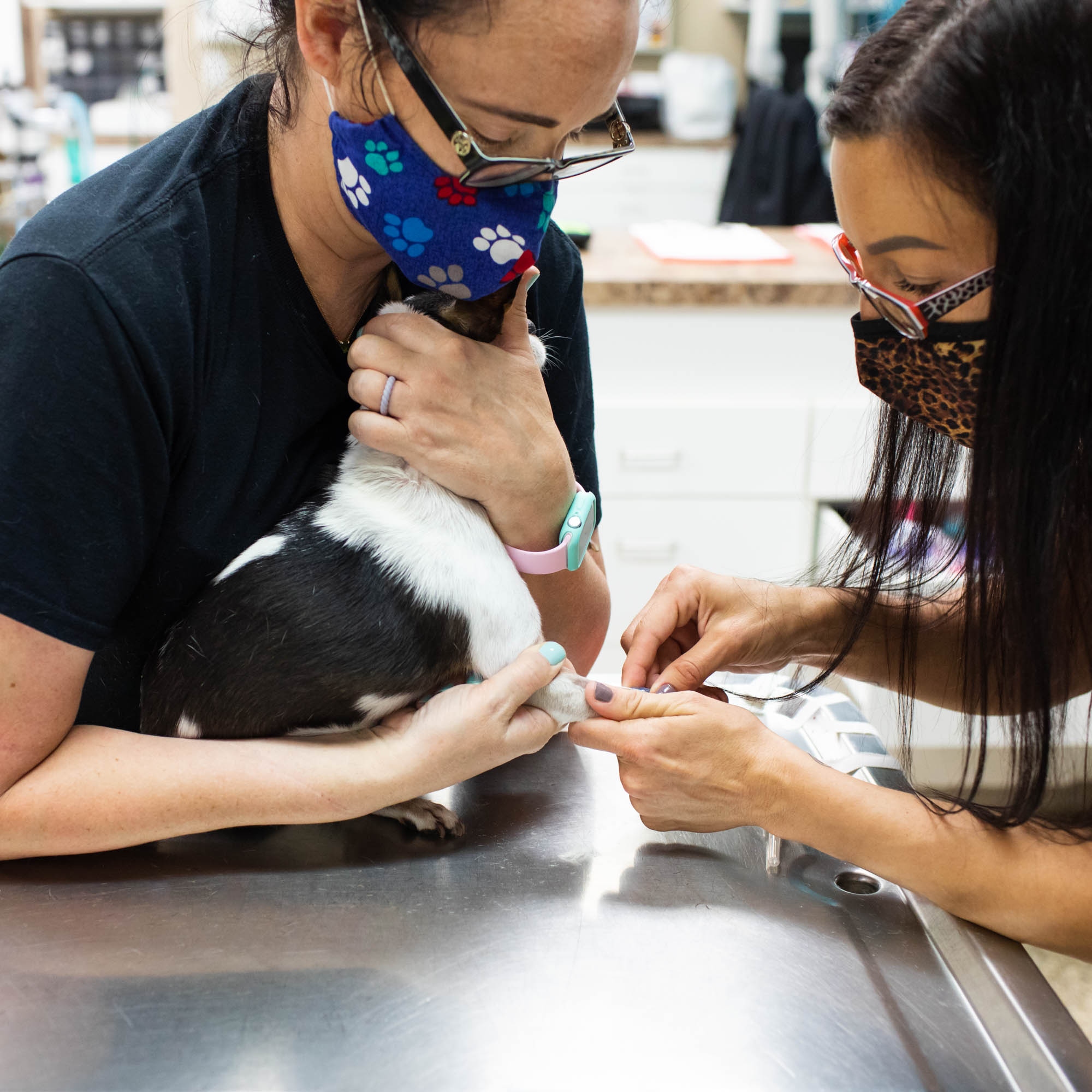 Harrisburg Animal Hospital – , Harrisburg Animal Hospital – ,