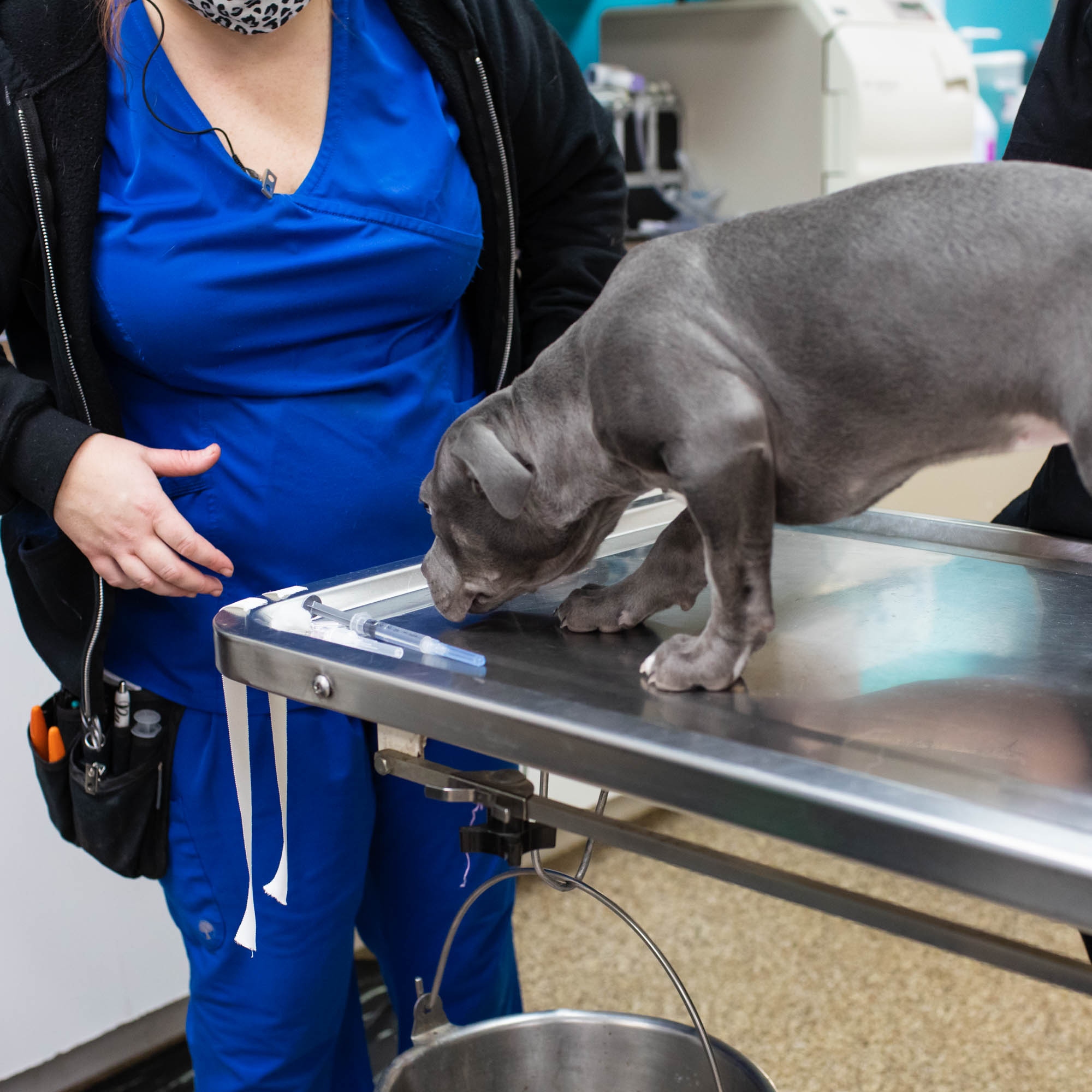 Harrisburg Animal Hospital – , Harrisburg Animal Hospital – ,