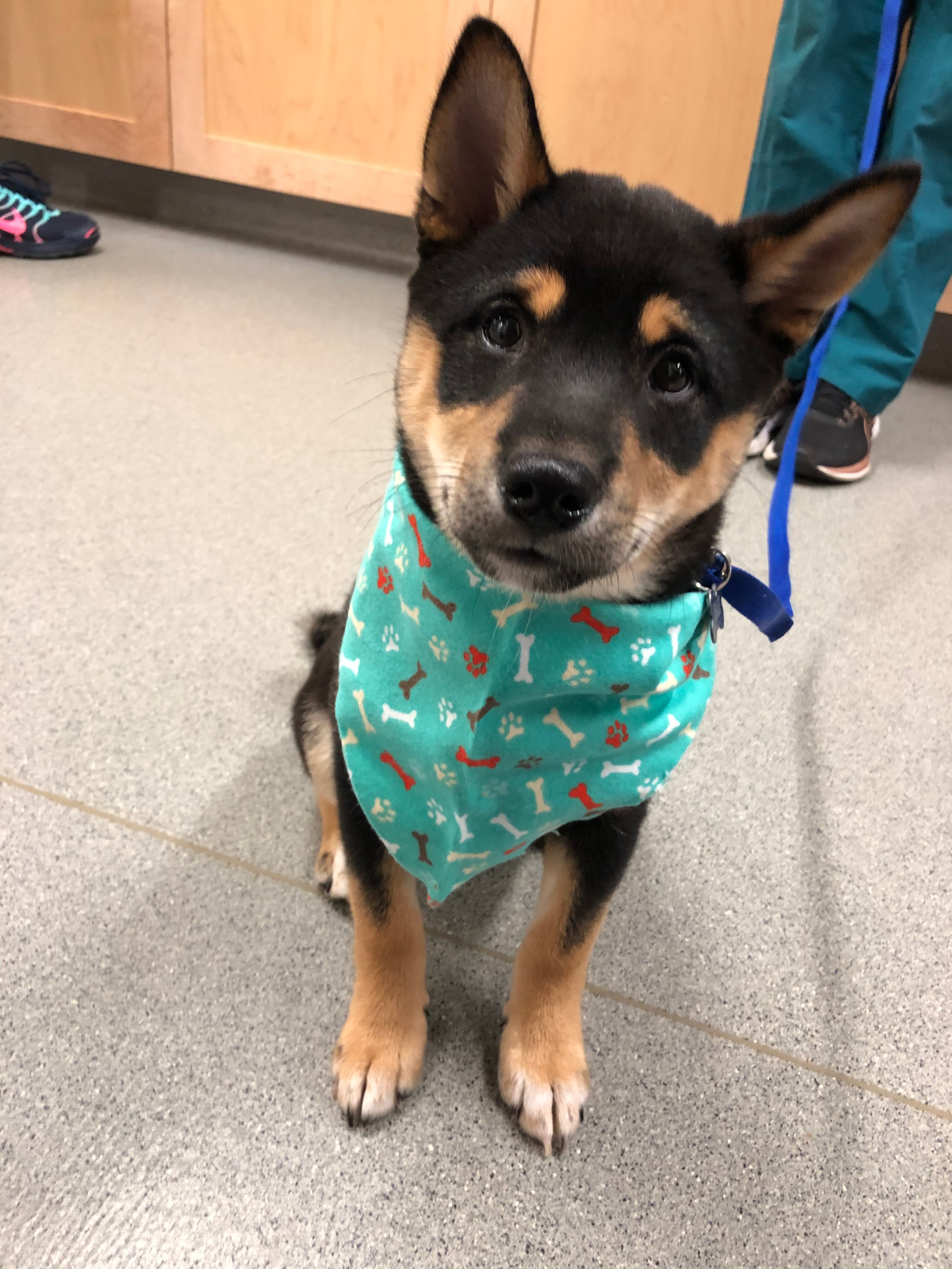 Freeport Veterinary Hospital - Freeport, ME