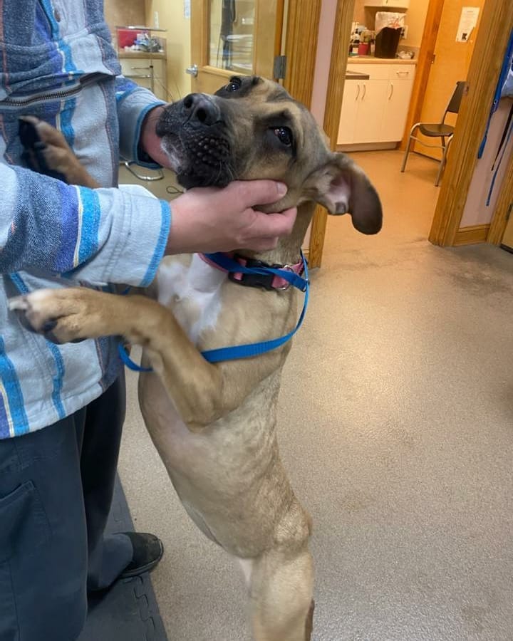 Animal Hospital of Lewisville – Lewisville, NC Animal Hospital of Lewisville – Lewisville, NC