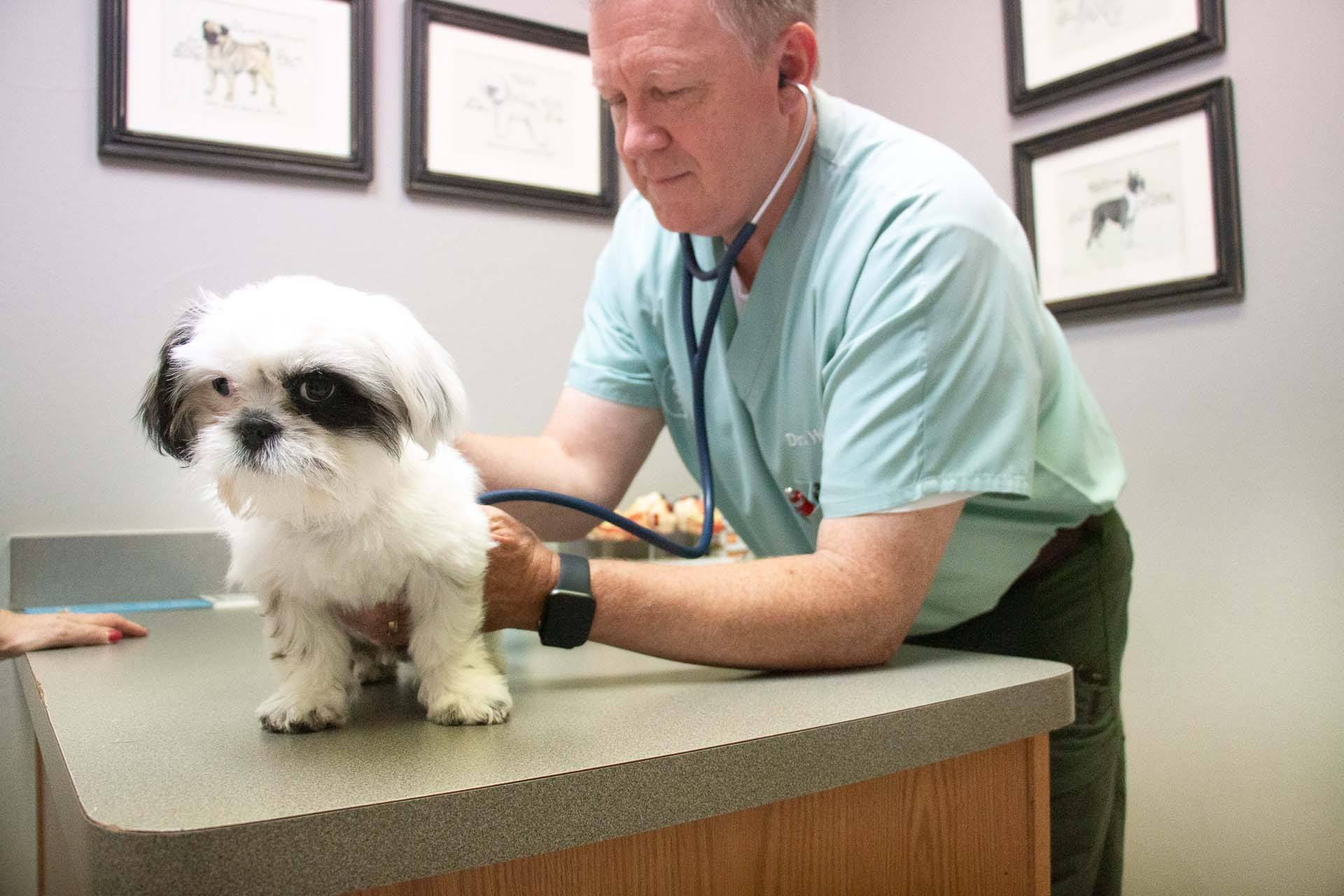 Highlands-Eldorado Veterinary Hospital – McKinney, TX Highlands-Eldorado Veterinary Hospital – McKinney, TX