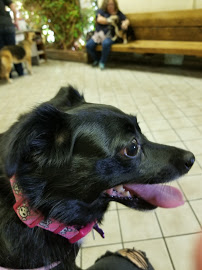 Find Pet Care Information and Veterinarians in Waverly-place, Georgia