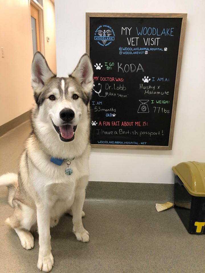 Find Pet Care Information and Veterinarians in Otterdale, Virginia Find Pet Care Information and Veterinarians in Otterdale, Virginia