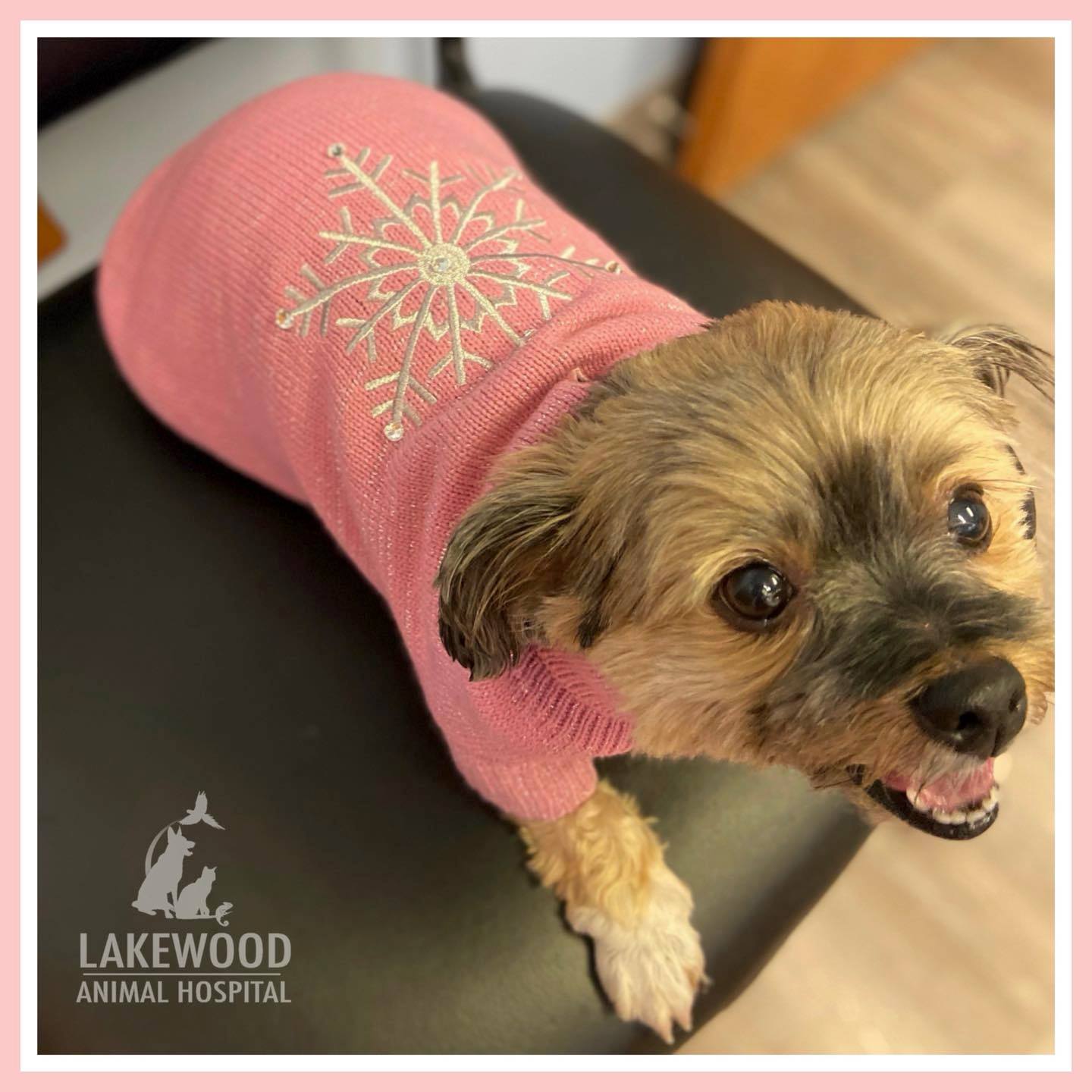 Lakewood Animal Hospital – Morris, IL Lakewood Animal Hospital – Morris, IL