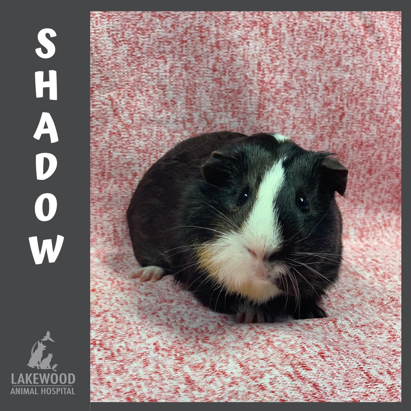 Lakewood Animal Hospital – Morris, IL Lakewood Animal Hospital – Morris, IL